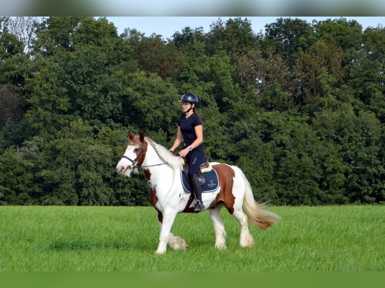 Tinker Wałach 11 lat 155 cm Srokata in Iggingen