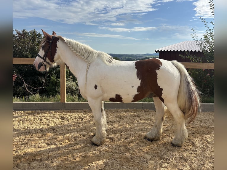 Tinker Wałach 11 lat 155 cm Srokata in Iggingen