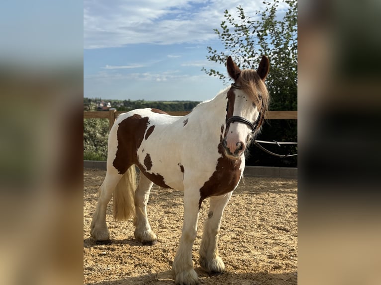 Tinker Wałach 11 lat 155 cm Srokata in Iggingen