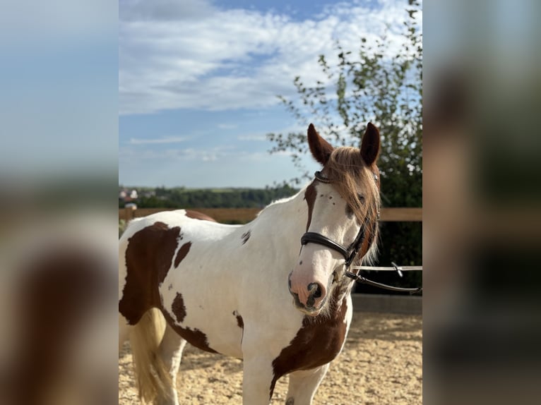 Tinker Wałach 11 lat 155 cm Srokata in Iggingen
