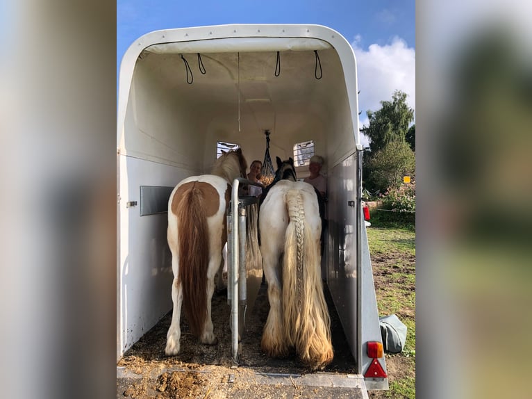 Tinker Wałach 12 lat 135 cm Srokata in Höhenkirchen-SiegertsbrunnSiegertsbrunn