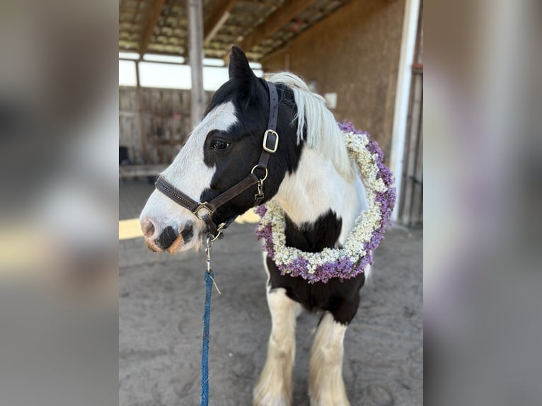 Tinker Wałach 12 lat 143 cm Srokata in Oberkr&#xE4;mer