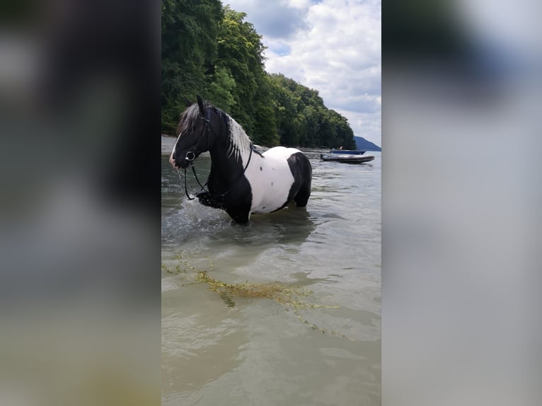 Tinker Wałach 12 lat 146 cm Srokata in Konstanz