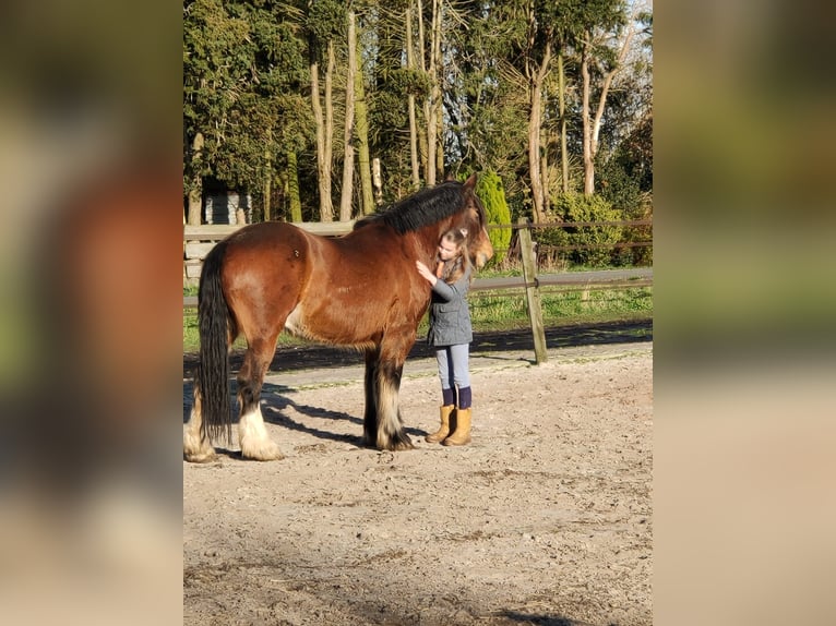 Tinker Wałach 12 lat 163 cm Gniada in Bellingwolde