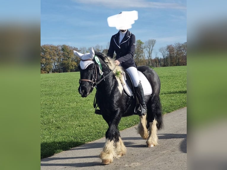 Tinker Wałach 13 lat 135 cm Srokata in Lachen