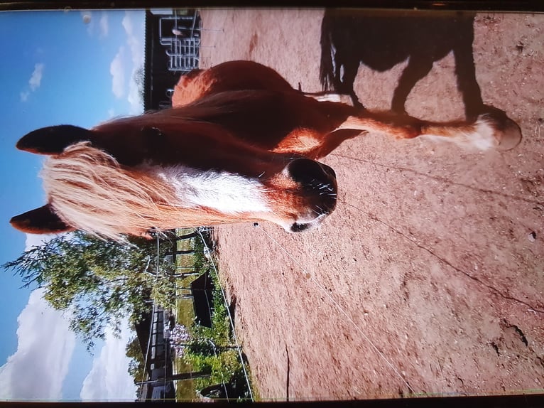 Tinker Mix Wałach 13 lat 137 cm Kasztanowata in Zerbst