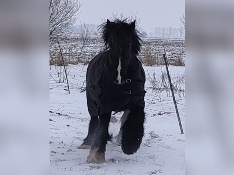 Tinker Wałach 13 lat 150 cm Kara in Esens