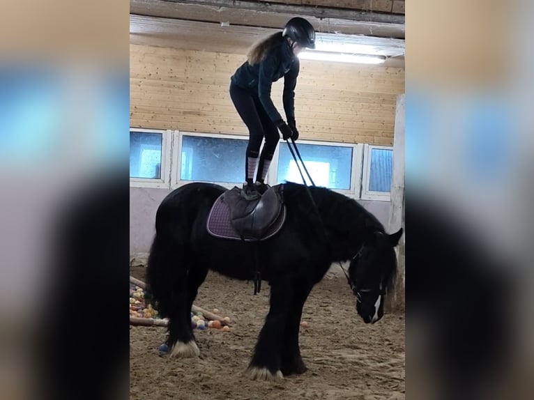 Tinker Wałach 13 lat 150 cm Kara in Esens