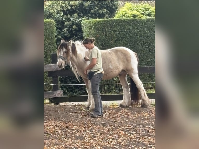 Tinker Wałach 14 lat 144 cm Jelenia in Roosendaal