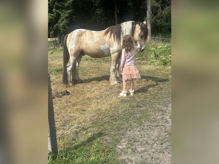 Tinker Wałach 14 lat 144 cm Jelenia in Roosendaal