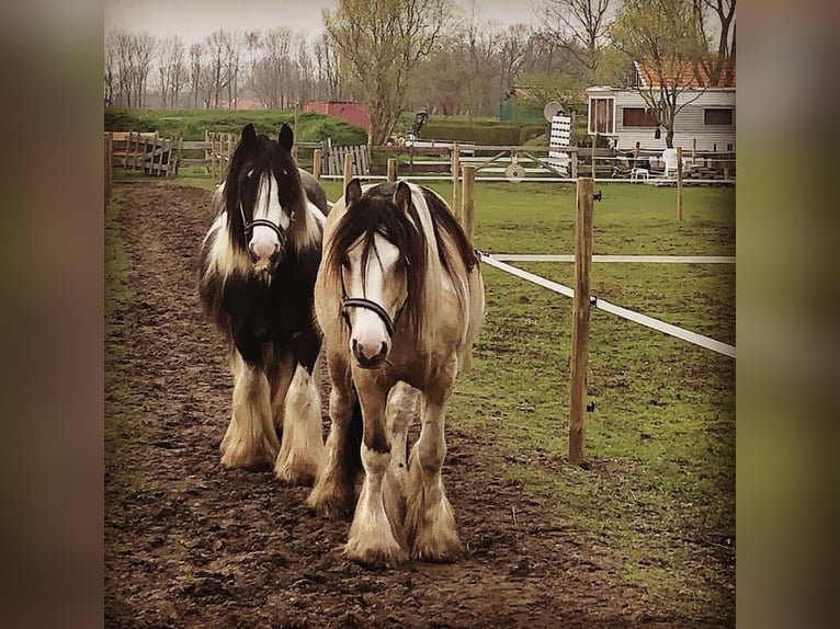 Tinker Wałach 14 lat 154 cm Jelenia in Roosendaal