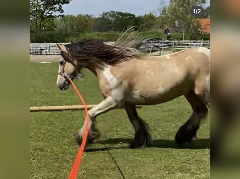 Tinker Wałach 14 lat 154 cm Jelenia in Roosendaal