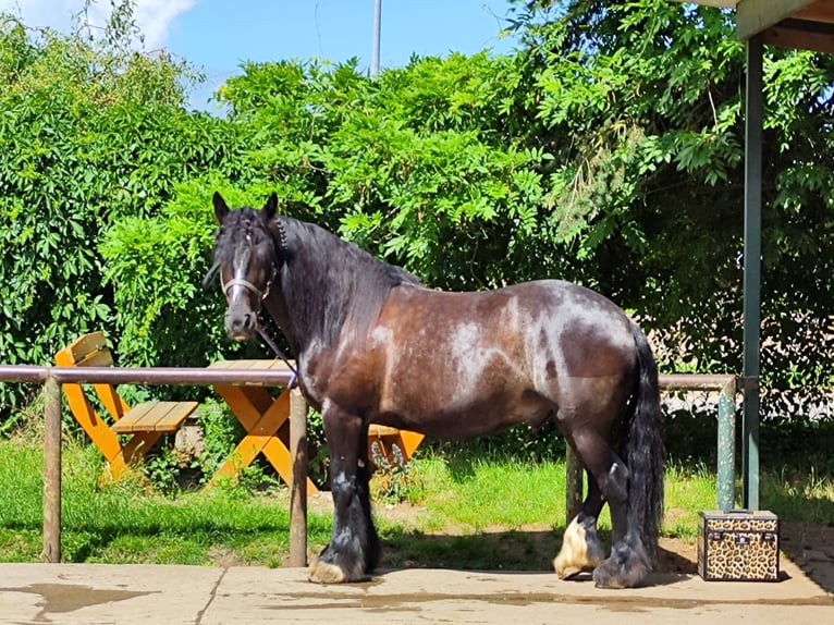 Tinker Mix Wałach 14 lat 161 cm Ciemnogniada in Stahnsdorf