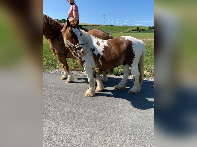 Tinker Wałach 15 lat 134 cm Srokata in Brakel