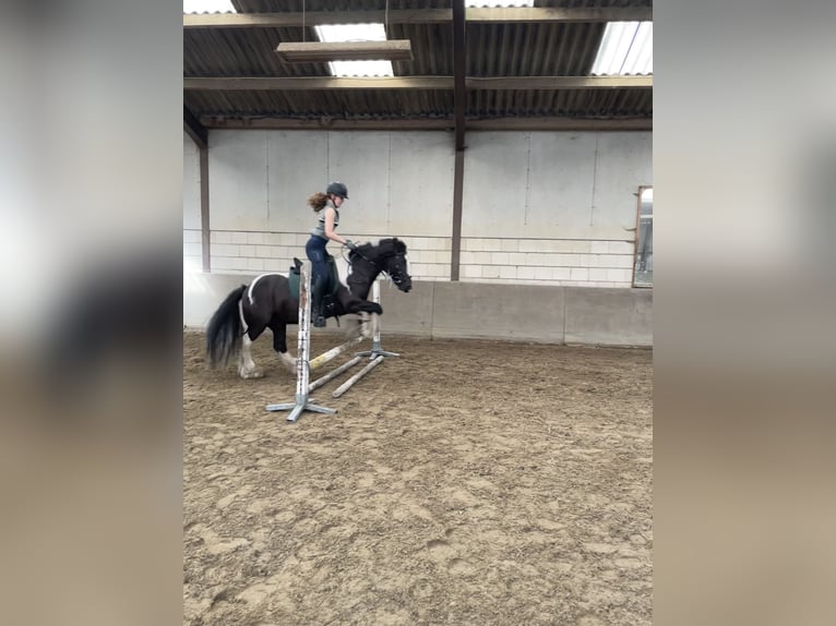 Tinker Wałach 15 lat 148 cm Srokata in Santpoort noord