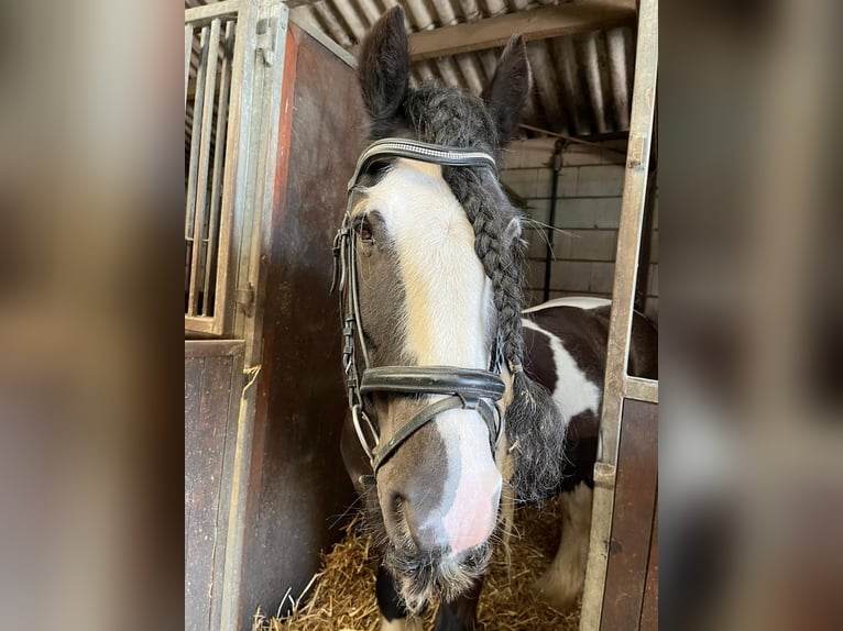 Tinker Wałach 15 lat 148 cm Srokata in Santpoort noord