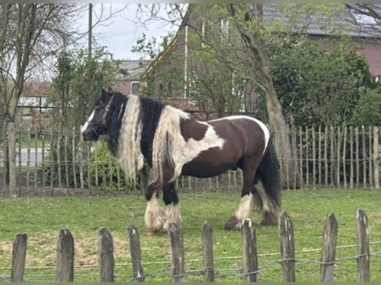 Tinker Wałach 15 lat 149 cm Srokata in Sevenum