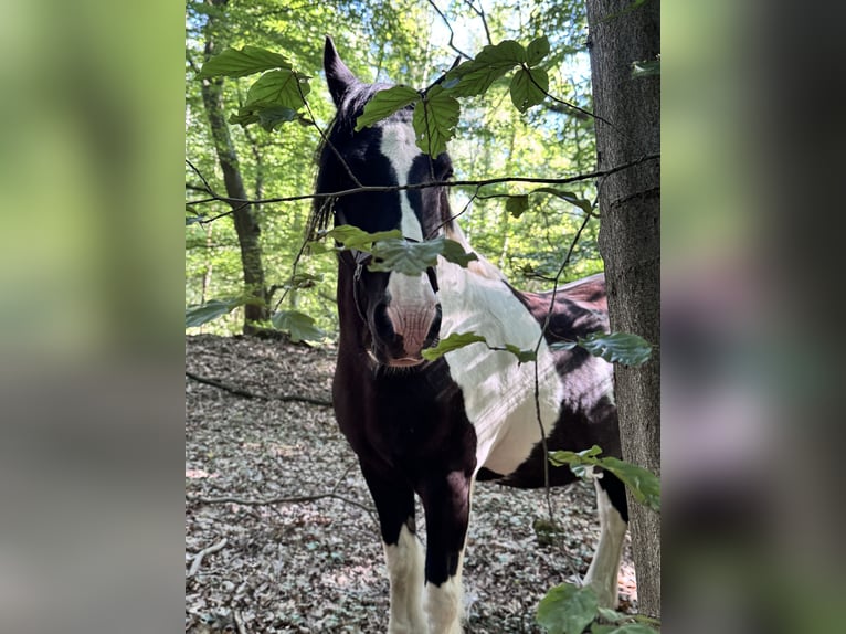 Tinker Wałach 15 lat 155 cm Srokata in Wedemark