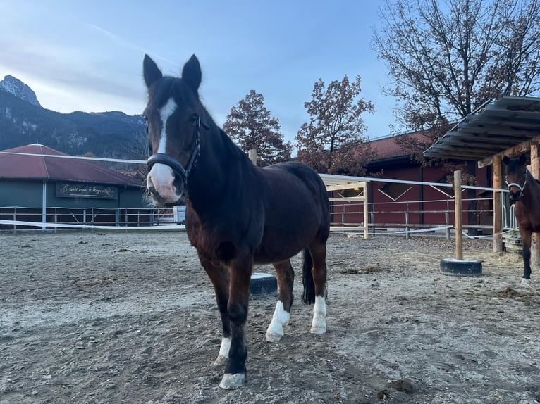 Tinker Mix Wałach 19 lat 139 cm Ciemnogniada in Reutte