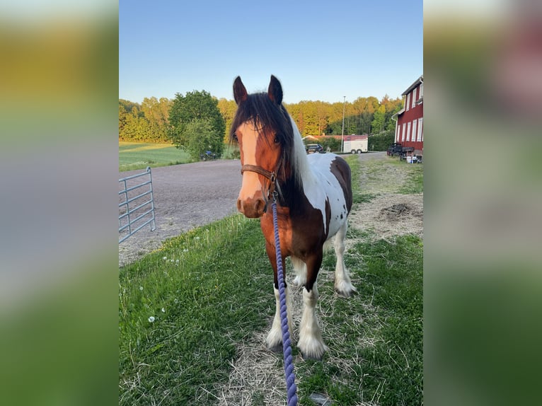Tinker Wałach 1 Rok 155 cm Srokata in Mj&#xF6;lby