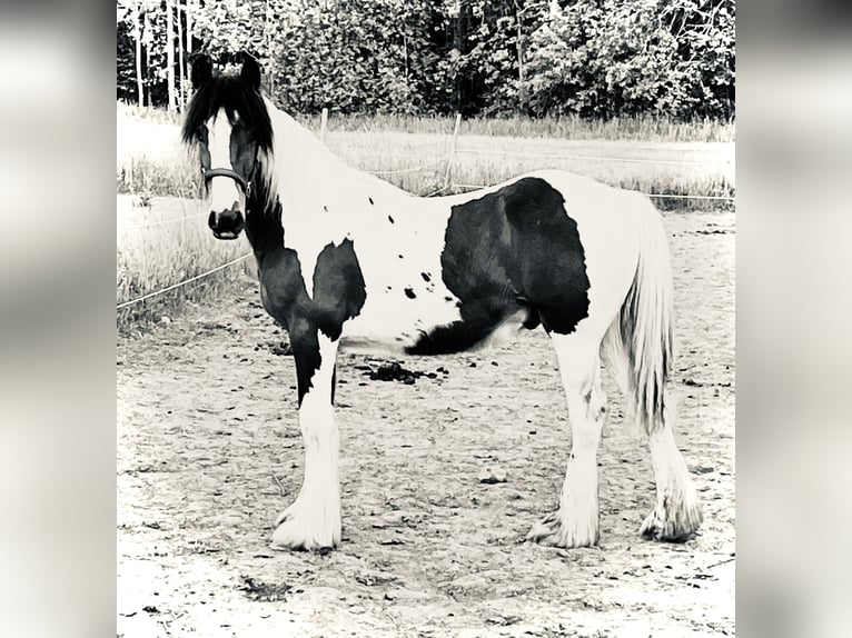 Tinker Wałach 1 Rok 155 cm Srokata in Mj&#xF6;lby