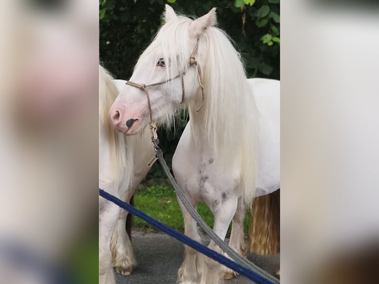 Tinker Wałach 2 lat 127 cm Srokata in Geestland