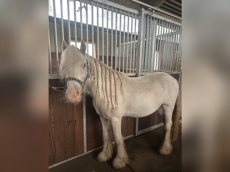 Tinker Wałach 2 lat 127 cm Srokata in Geestland