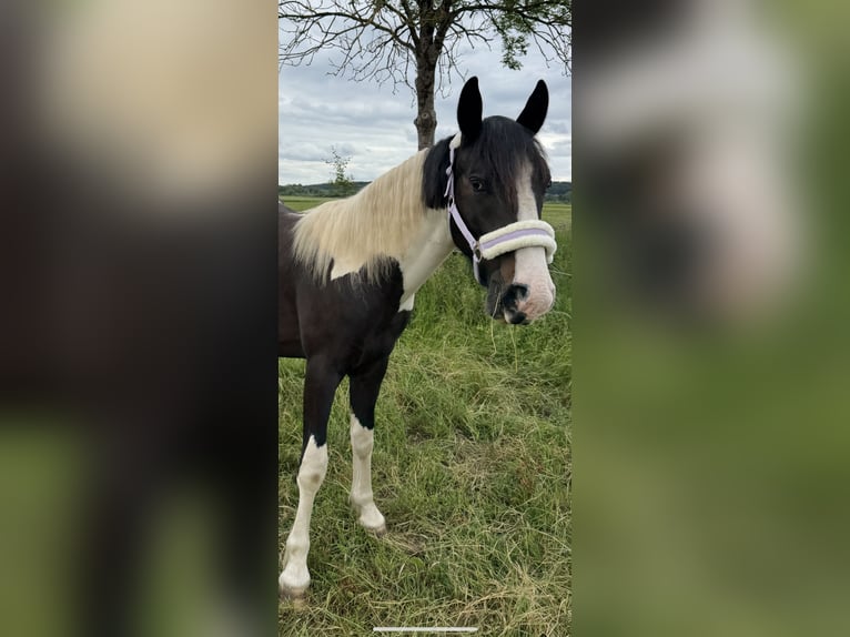 Tinker Mix Wałach 2 lat 150 cm Srokata in ThannhausenThannhausen