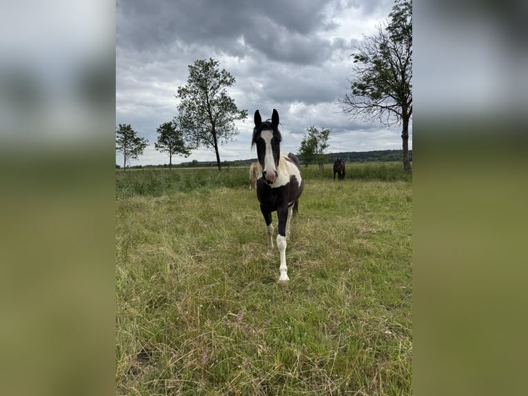 Tinker Mix Wałach 2 lat 150 cm Srokata in ThannhausenThannhausen