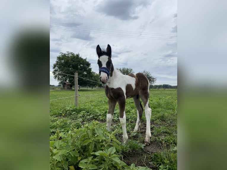 Tinker Mix Wałach 2 lat 150 cm Srokata in ThannhausenThannhausen