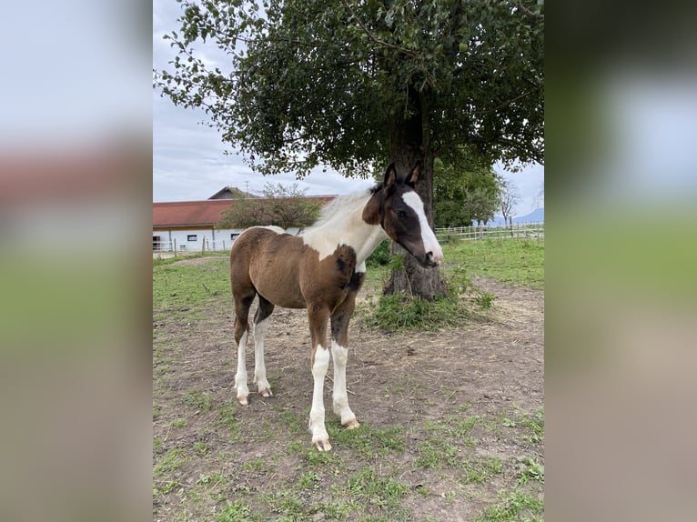 Tinker Mix Wałach 2 lat 150 cm Srokata in ThannhausenThannhausen