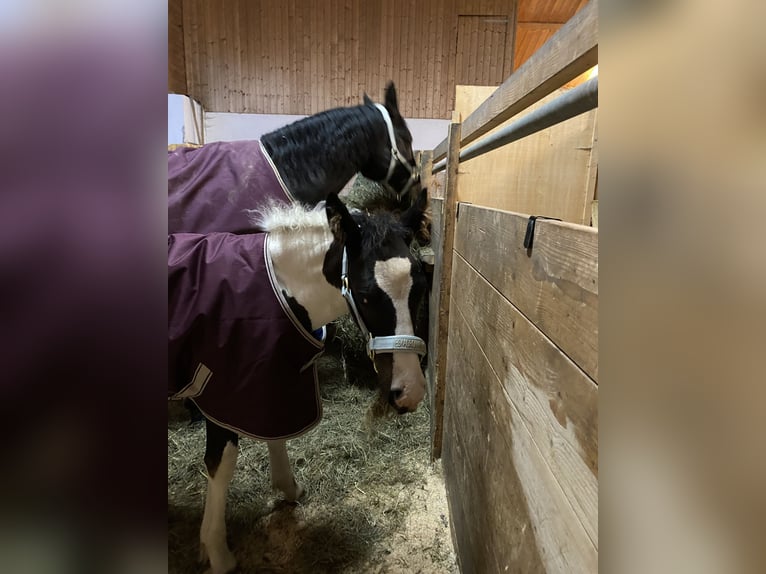 Tinker Mix Wałach 2 lat 150 cm Srokata in ThannhausenThannhausen