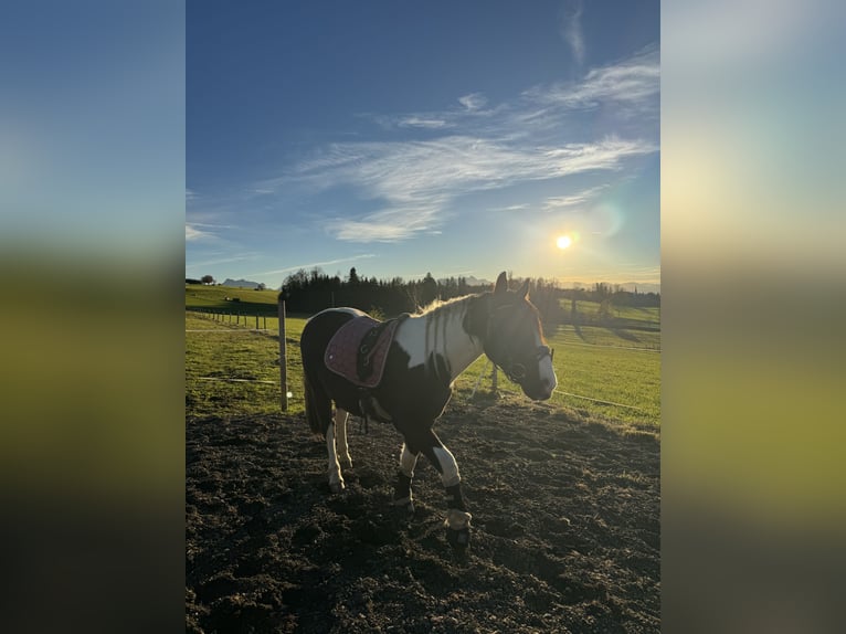 Tinker Mix Wałach 2 lat 150 cm Srokata in H&#xF6;slwang