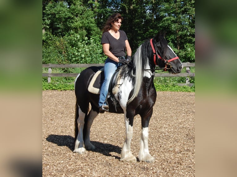 Tinker Wałach 2 lat 155 cm Srokata in Parsau