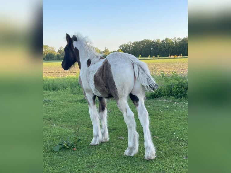 Tinker Wałach 2 lat 155 cm Srokata in Parsau