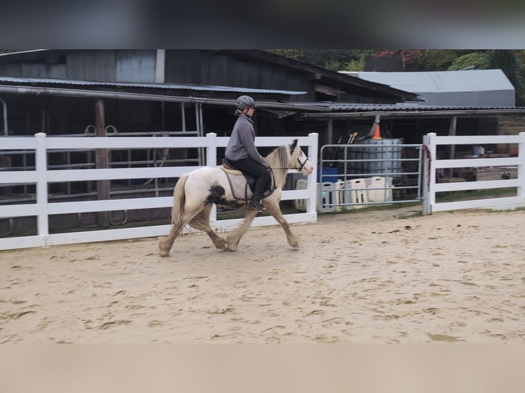 Tinker Wałach 3 lat 125 cm Srokata in Morsbach