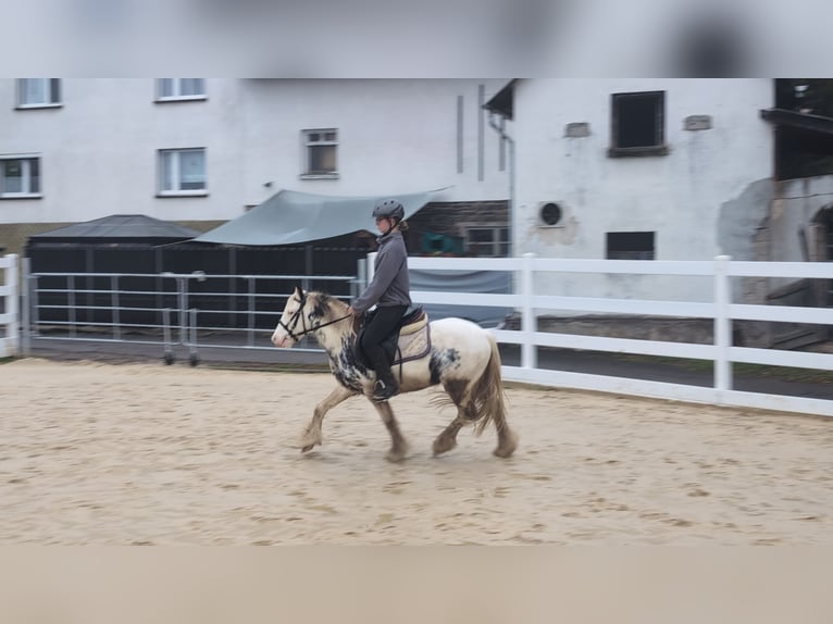 Tinker Wałach 3 lat 125 cm Srokata in Morsbach