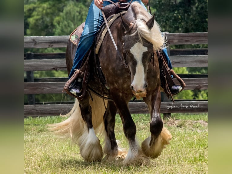 Tinker Wałach 3 lat 140 cm in Morriston, FL