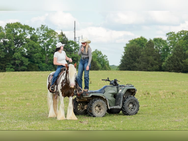 Tinker Wałach 3 lat 142 cm Tobiano wszelkich maści in Quitman, AR