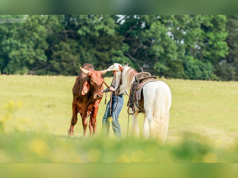 Tinker Wałach 3 lat 142 cm Tobiano wszelkich maści in Quitman, AR
