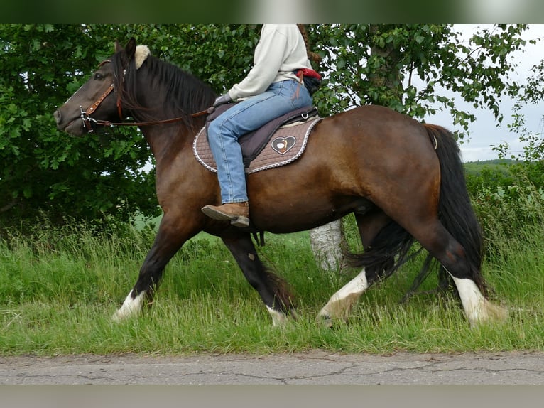 Tinker Wałach 3 lat 143 cm Kara in Lathen