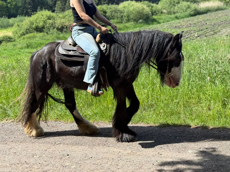 Tinker Wałach 3 lat 147 cm Kara in Lathen