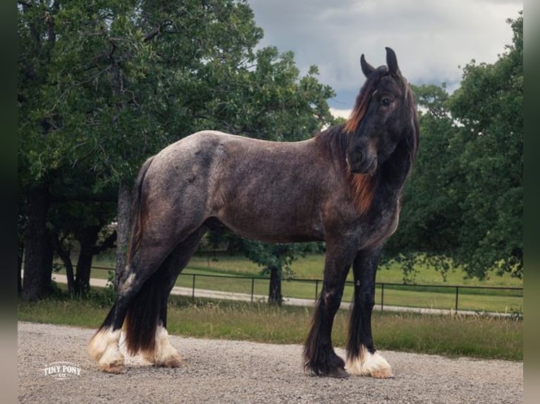 Tinker Mix Wałach 3 lat Karodereszowata in Jacksboro