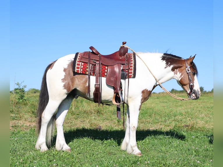 Tinker Mix Wałach 3 lat Srokata in Waterloo