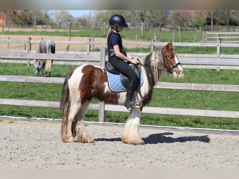 Tinker Wałach 4 lat 124 cm Srokata in Pepingen