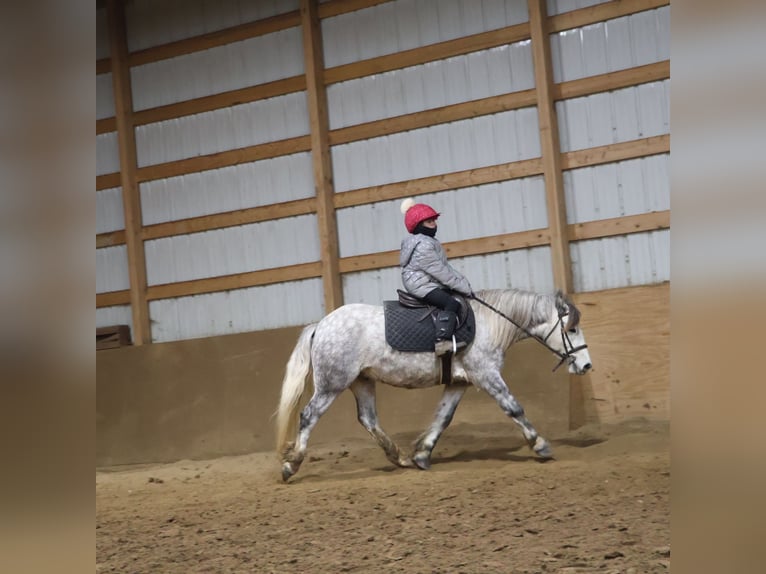 Tinker Wałach 4 lat 127 cm Siwa in Howell