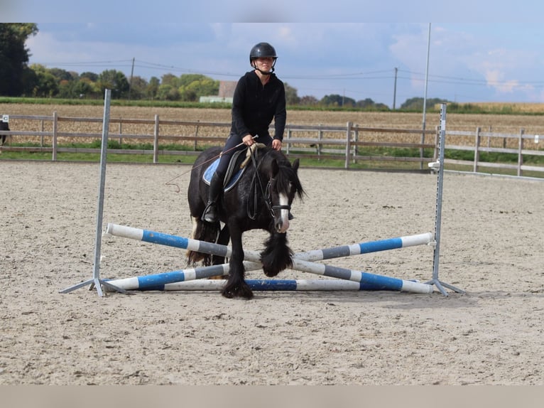 Tinker Wałach 4 lat 130 cm Kara in Bogaarden