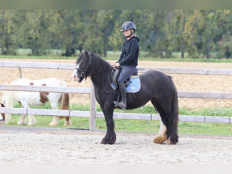 Tinker Wałach 4 lat 130 cm Kara in Bogaarden