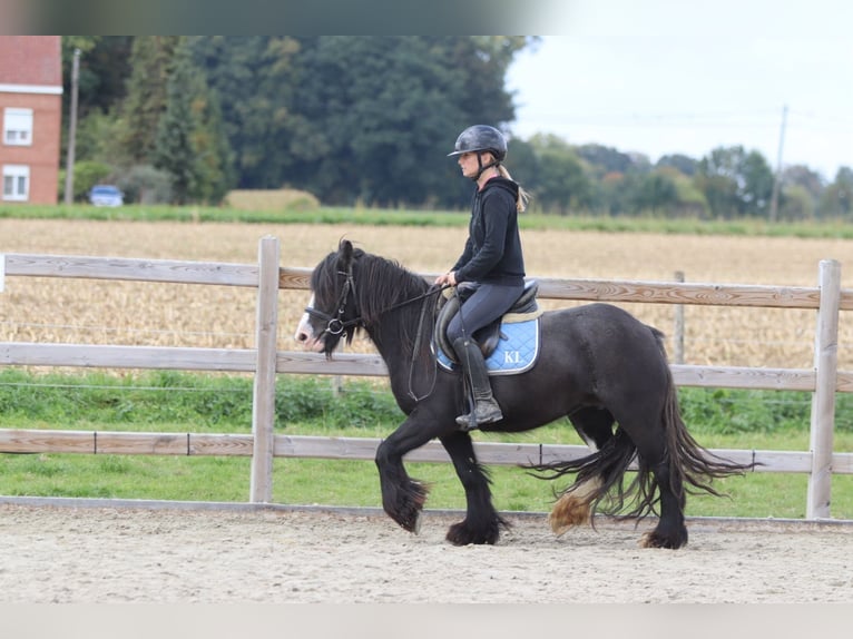 Tinker Wałach 4 lat 130 cm Kara in Bogaarden