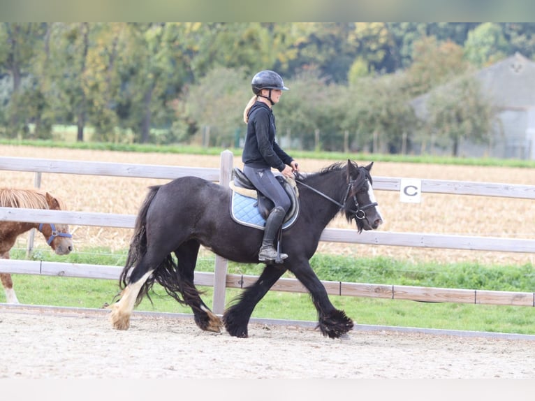 Tinker Wałach 4 lat 130 cm Kara in Bogaarden